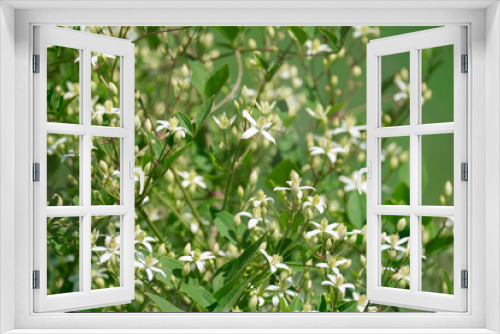 Fototapeta Naklejka Na Ścianę Okno 3D - blooming clematis with green leaves in the garden on a trellis