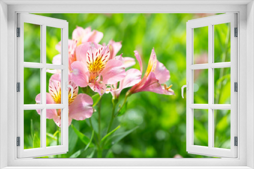 Fototapeta Naklejka Na Ścianę Okno 3D - Blooming pink Alstroemeria on a summer sunny day