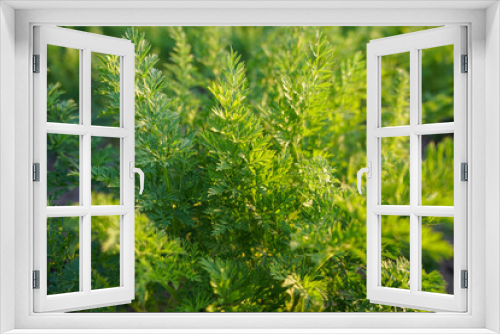 Fototapeta Naklejka Na Ścianę Okno 3D - Natka marchwi rosnącej na polu