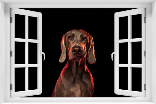 Fototapeta Naklejka Na Ścianę Okno 3D - Portrait of graceful silver color Weimaraner dog isolated on dark background in red neon light. Concept of beauty, art, animal, vet and ad