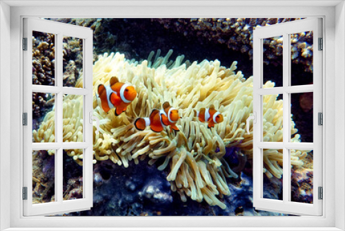 Fototapeta Naklejka Na Ścianę Okno 3D - Indonesia Sumbawa - Clownfish and Sea Anemone - Amphiprioninae