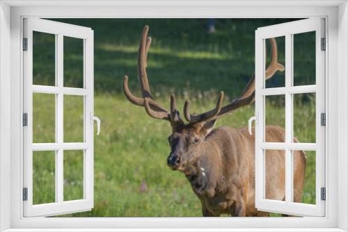 Fototapeta Naklejka Na Ścianę Okno 3D - bull elk in the grass