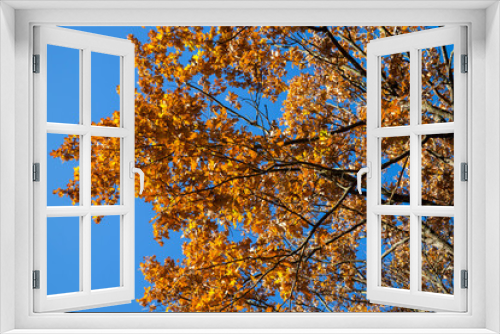 Fototapeta Naklejka Na Ścianę Okno 3D - yellowed maple foliage on trees in the autumn season