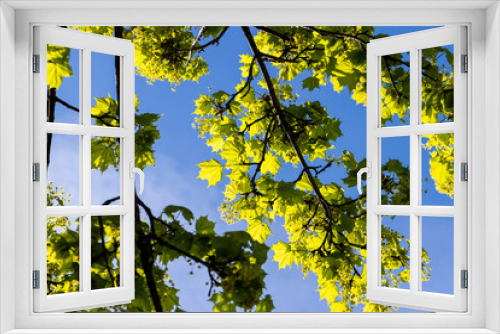 Fototapeta Naklejka Na Ścianę Okno 3D - the young foliage of the maple tree in the spring season