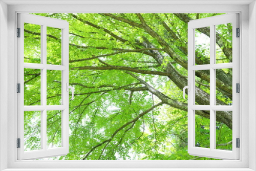 Fototapeta Naklejka Na Ścianę Okno 3D - 新緑のカツラの大木