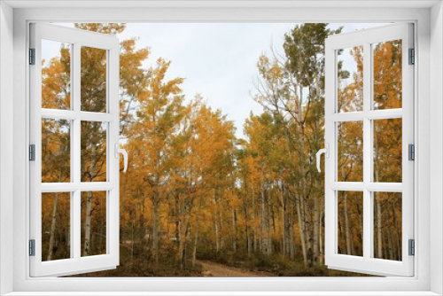 Fototapeta Naklejka Na Ścianę Okno 3D - Aspen Trees in Fall