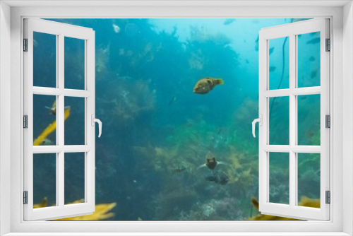Fototapeta Naklejka Na Ścianę Okno 3D - Underwater Background Very Cool