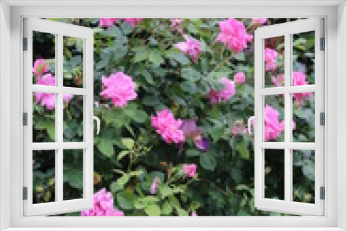 Fototapeta Naklejka Na Ścianę Okno 3D - Rosal de rosas rosas