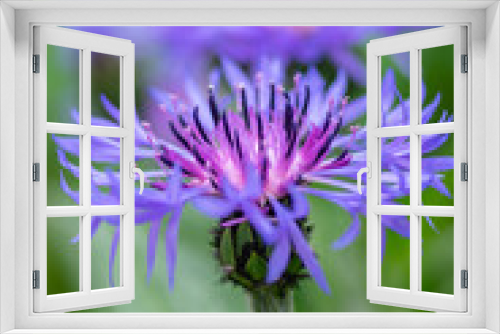 Fototapeta Naklejka Na Ścianę Okno 3D - Centaurea montana mountain cornflower blue purple flowers in bloom, knapweed bluet flowering plant