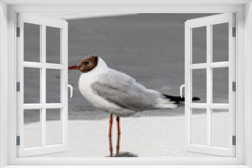 Fototapeta Naklejka Na Ścianę Okno 3D - Beautiful view on young black-headed gull standing in water and reflection in it