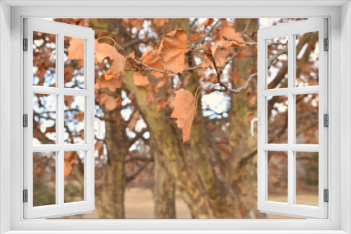 Fototapeta Naklejka Na Ścianę Okno 3D - beautiful oak trees in autumn