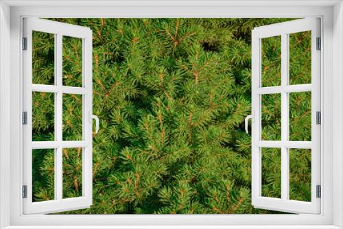 Fototapeta Naklejka Na Ścianę Okno 3D - Close-up of fir-needle tree branches composition as a background texture. Natural plant backdrop.