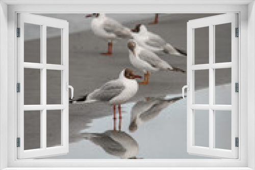 Fototapeta Naklejka Na Ścianę Okno 3D - group of black-headed gull standing in water and reflection in it