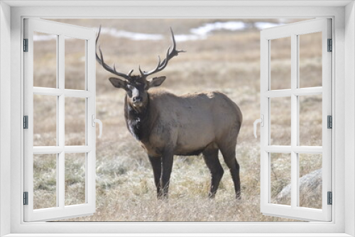Fototapeta Naklejka Na Ścianę Okno 3D - stag facing forwards with large antlers on the Rocky Mountains in winter