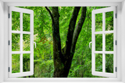 Fototapeta Naklejka Na Ścianę Okno 3D - Beech Tree in Green Woodland Canopy, Enniskerry, County Wicklow