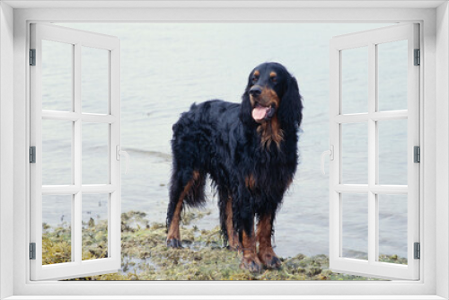 Fototapeta Naklejka Na Ścianę Okno 3D - Gordon Setter standing on lake shore