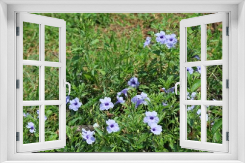 Fototapeta Naklejka Na Ścianę Okno 3D - spring crocus flowers