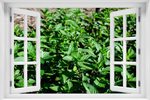 Fototapeta Naklejka Na Ścianę Okno 3D - Fresh green peppermint or mentha × piperita, also known as Mentha balsamea leaves in direct sunlight, in an organic herbs garden, in a sunny summer day