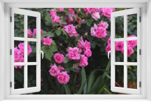 Fototapeta Naklejka Na Ścianę Okno 3D - Rosal rosas rosas