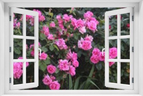 Fototapeta Naklejka Na Ścianę Okno 3D - Rosal rosas rosas