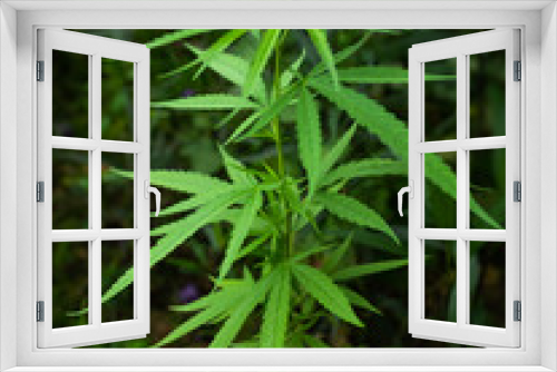 Fototapeta Naklejka Na Ścianę Okno 3D - Marijuana plant or cannabis tree growth in farm on black background.  green leaf culture herbal. for abuse, narcotic,cocaine crime addict concept.