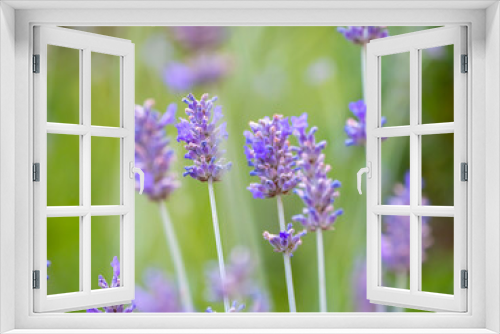 Fototapeta Naklejka Na Ścianę Okno 3D - Echter Lavendel, Lavandula angustifolia, Lavendelfelder, Frankreich, Provence 