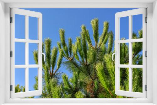 Fototapeta Naklejka Na Ścianę Okno 3D - Maritime pine detail blue sky