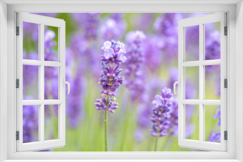 Fototapeta Naklejka Na Ścianę Okno 3D - Echter Lavendel, Lavandula angustifolia, Lavendelfelder, 