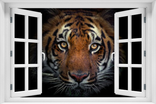 Fototapeta Naklejka Na Ścianę Okno 3D - Malayan tiger (Panthera tigris tigris), with a beautiful dark background. Colourful endangered animal with orange hair sitting on the ground in the forest. Wildlife scene from nature, Malaysia
