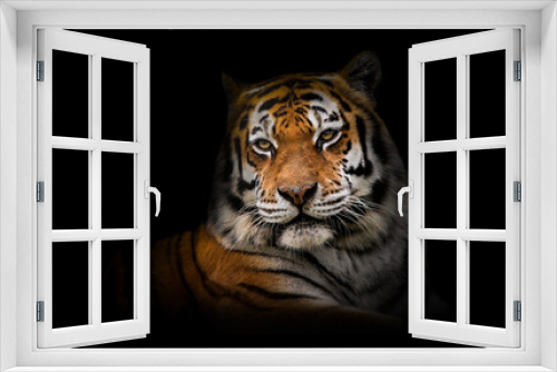 Fototapeta Naklejka Na Ścianę Okno 3D - Malayan tiger (Panthera tigris tigris), with a beautiful dark background. Colourful endangered animal with orange hair sitting on the ground in the forest. Wildlife scene from nature, Malaysia