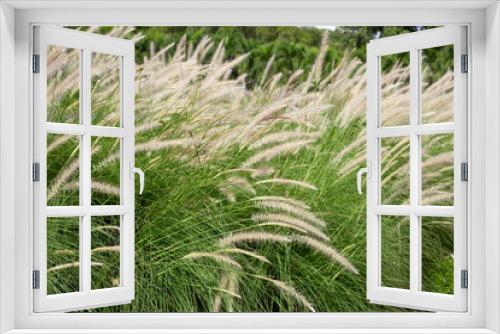 Fototapeta Naklejka Na Ścianę Okno 3D - Fountain grass or pennisetum alopecuroides