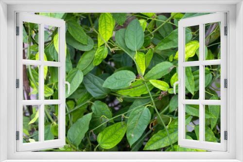 Fototapeta Naklejka Na Ścianę Okno 3D - Fresh green leaves of tiliacora triandra plant