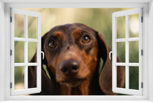 Fototapeta Naklejka Na Ścianę Okno 3D - chocolate dachshund