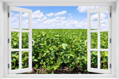 Fototapeta Naklejka Na Ścianę Okno 3D - green soybean field with blue sky background