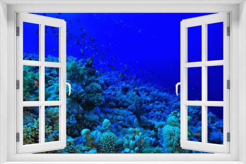 Fototapeta Naklejka Na Ścianę Okno 3D - tropical sea underwater background diving ocean