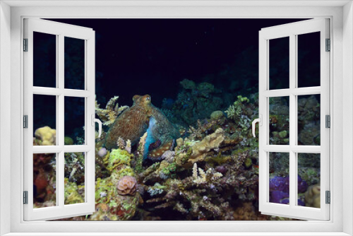 Fototapeta Naklejka Na Ścianę Okno 3D - octopus in the sea underwater photo on the reef