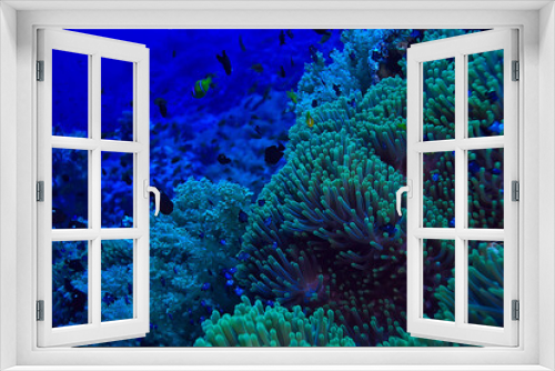 Fototapeta Naklejka Na Ścianę Okno 3D - coral fish in the red sea underwater photo