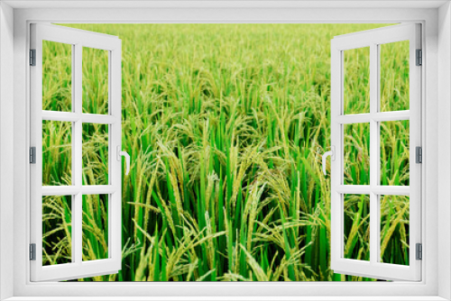 Fototapeta Naklejka Na Ścianę Okno 3D - Close up unripe green paddy field, Rice Field. Close Up of yellow paddy rice field with green leaf and Sunlight in the morning time, Rice field and sky background pattern texture, landscape nature.