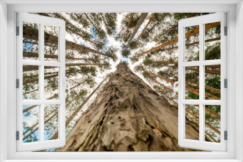 Fototapeta Naklejka Na Ścianę Okno 3D - Pine and spruce trees at the Lumberjack route. Pine forest is a natural resource. Lumberjack road in the wild forest.