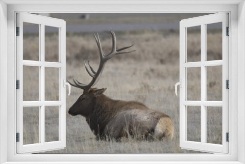 Fototapeta Naklejka Na Ścianę Okno 3D - male elk with large antlers lying down on a field in Yellowstone National Park