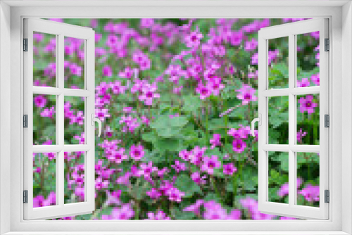 Fototapeta Naklejka Na Ścianę Okno 3D - oxalis blooming
