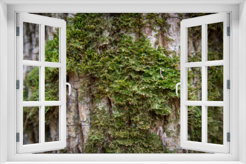 Fototapeta Naklejka Na Ścianę Okno 3D - stary pień sosny porośnięty zieloną roślinnością
