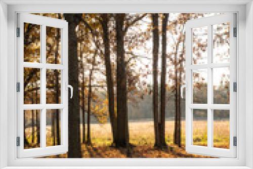 Fototapeta Naklejka Na Ścianę Okno 3D - Trees in Fall with sunlight