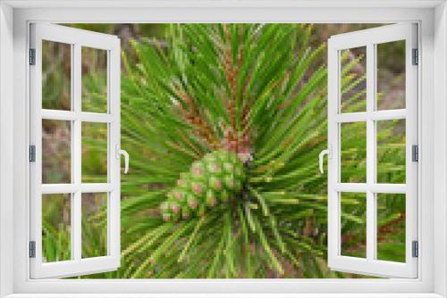 Fototapeta Naklejka Na Ścianę Okno 3D - Pinus nigra cones close up