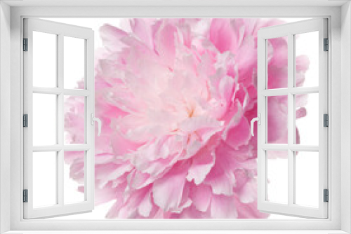 Fototapeta Naklejka Na Ścianę Okno 3D - Pink peony flower isolated on white background.