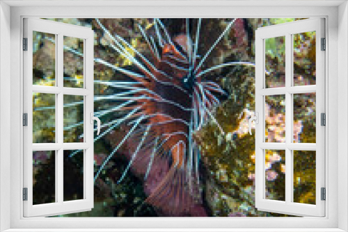 Fototapeta Naklejka Na Ścianę Okno 3D - Pterois volitans or Lionfish Zebra in Red Sea coral reef, Egypt, Hurghada