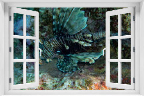 Fototapeta Naklejka Na Ścianę Okno 3D - Fabulously beautiful seabed of the Red Sea