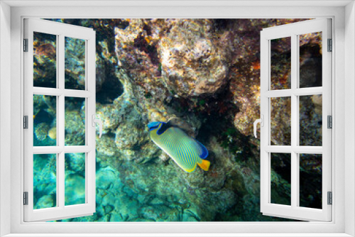 Fototapeta Naklejka Na Ścianę Okno 3D - Fabulously beautiful seabed of the Red Sea