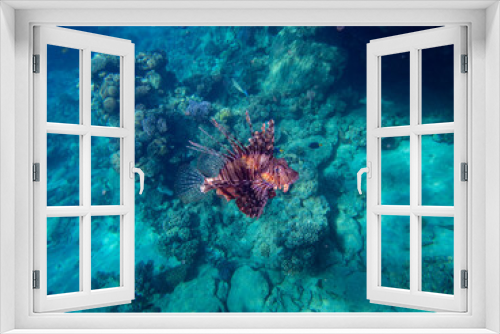 Fototapeta Naklejka Na Ścianę Okno 3D - Pterois volitans or Lionfish Zebra in Red Sea coral reef, Egypt, Hurghada