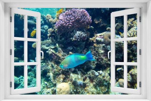 Fototapeta Naklejka Na Ścianę Okno 3D - Bright inhabitants of the coral reef in the Red Sea, Egypt, Hurghada